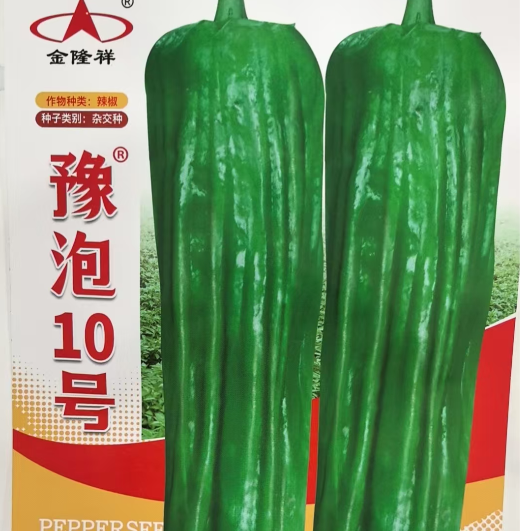 豫泡10号辣椒种子早熟，分枝性强，前期结果多，商品性好
