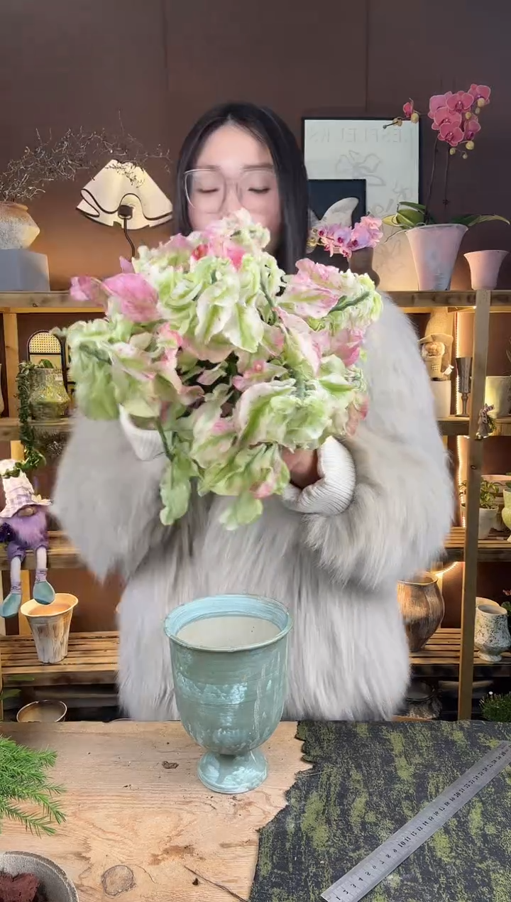 以实际为准卷叶红雀珊瑚锦育苗盆511