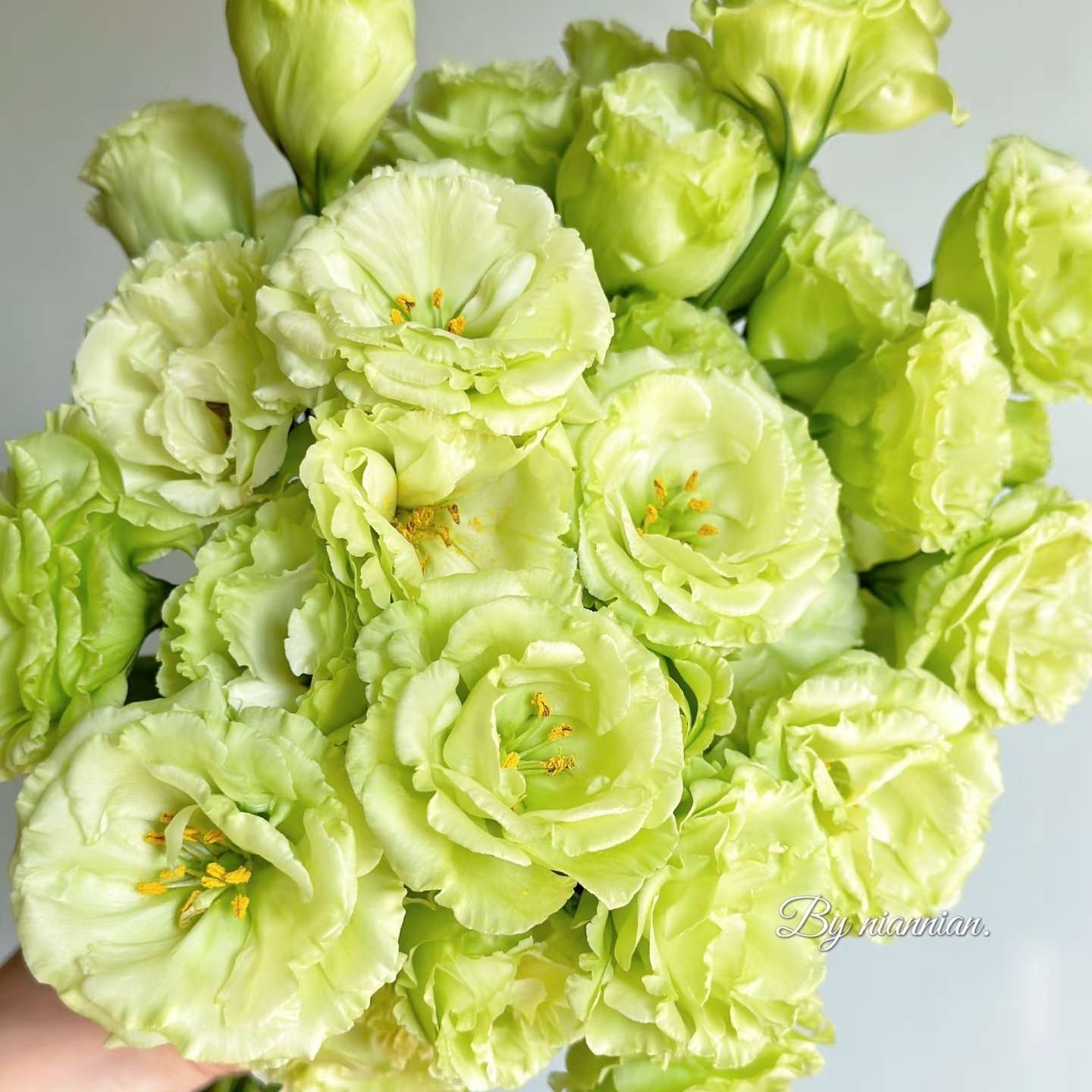 【沉沉专属】600g绿色洋桔梗    云南鲜切花