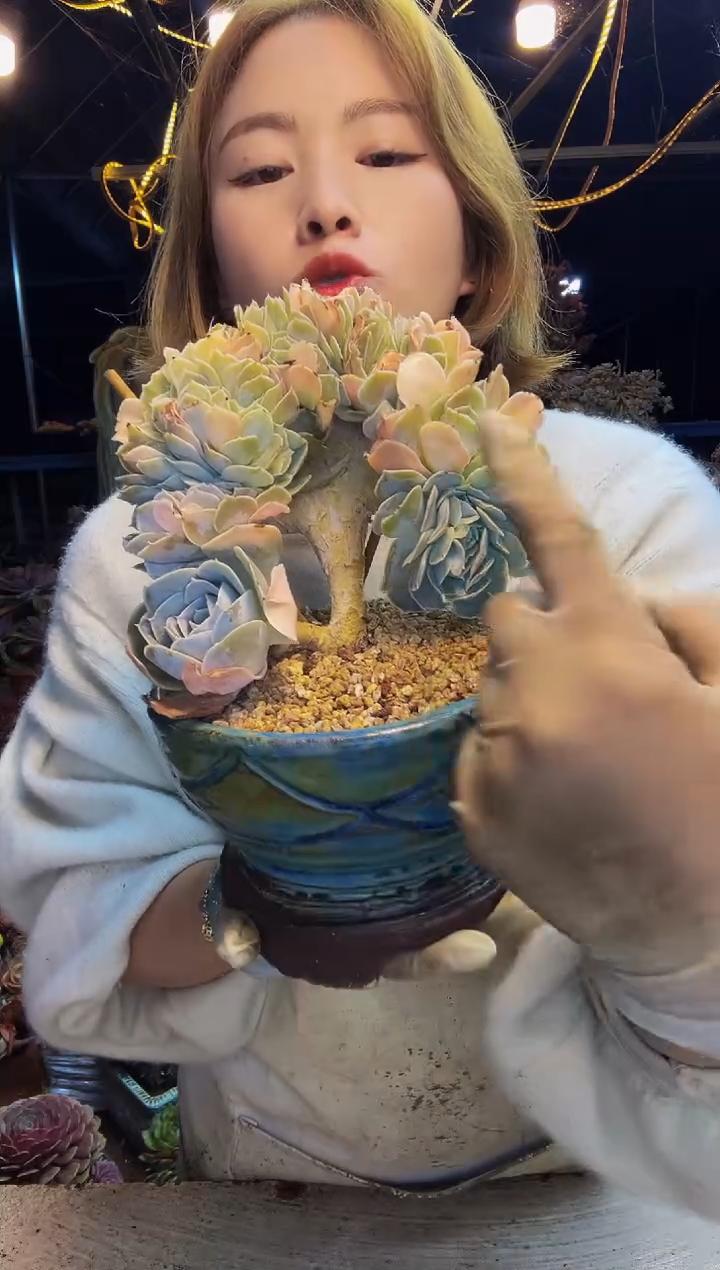 圣卡小树缀一物一拍带盆（物流自理）