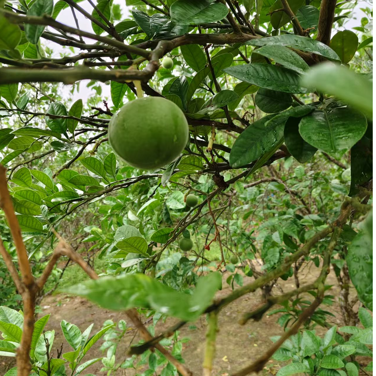 化州橘红化橘红果自定义链接