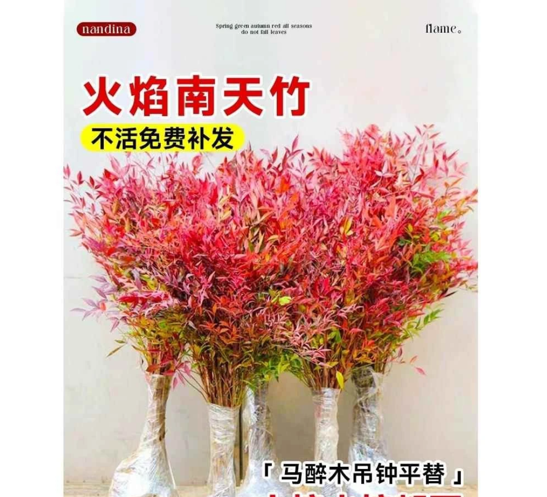 南天竹盆栽树苗火焰南天竹室内老桩盆景庭院观叶花卉绿植红南天竹