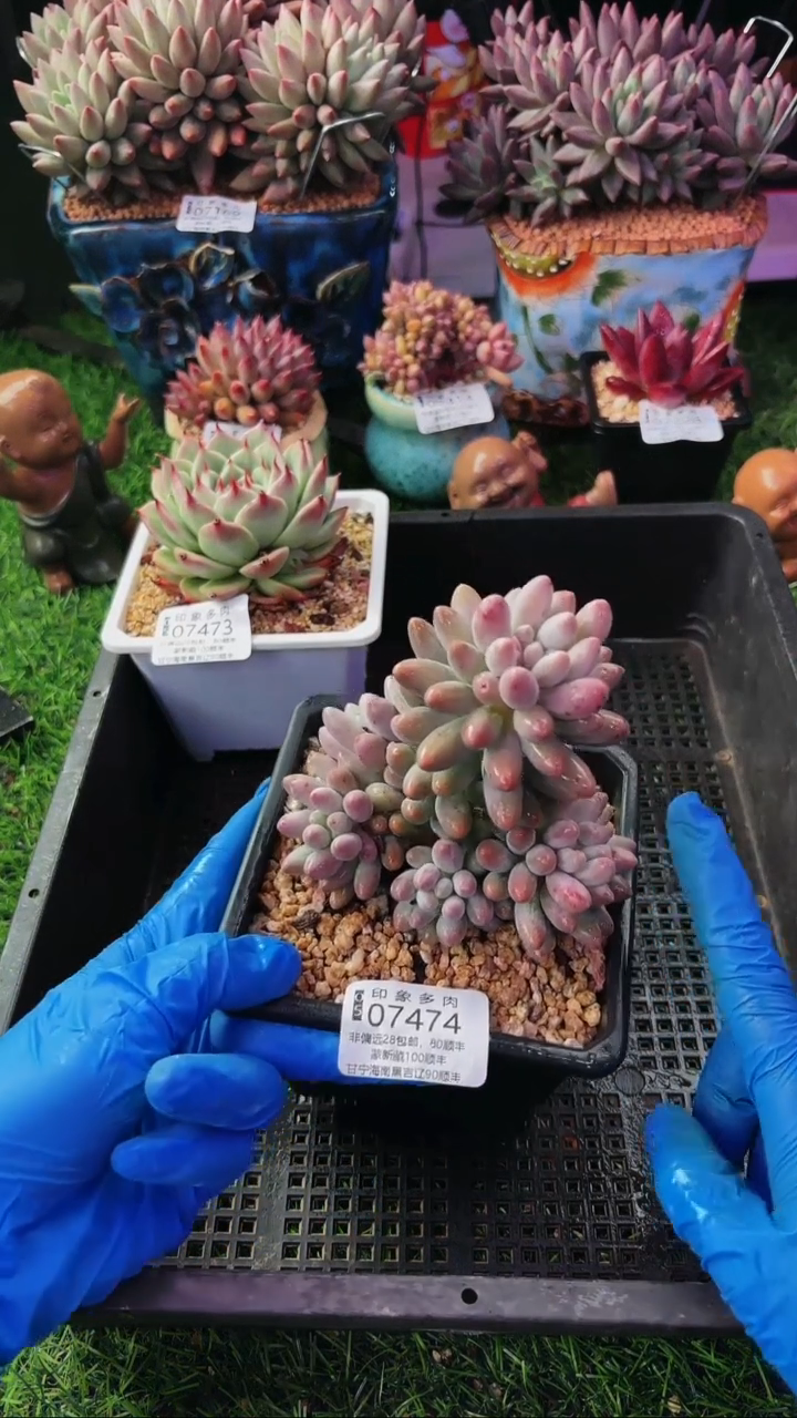 昆明印象多肉07474