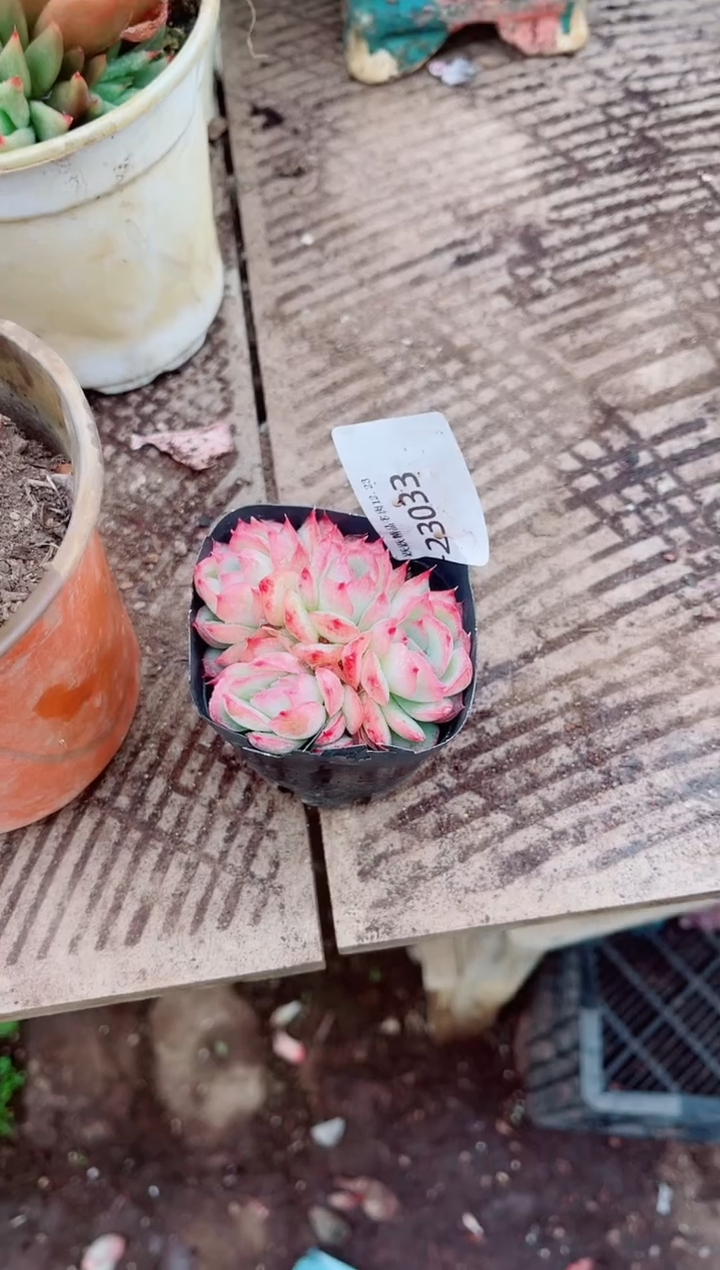 跃跃精品多肉23033