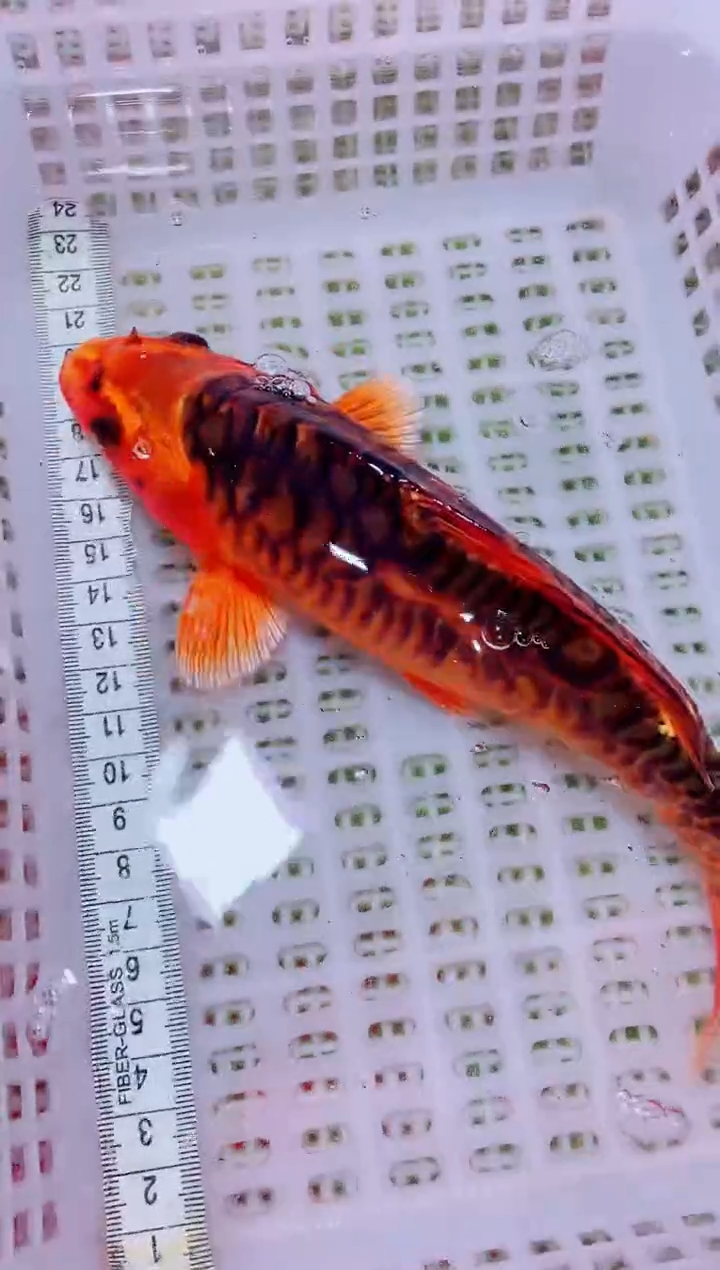 锦鲤血统锦鲤全场包邮123