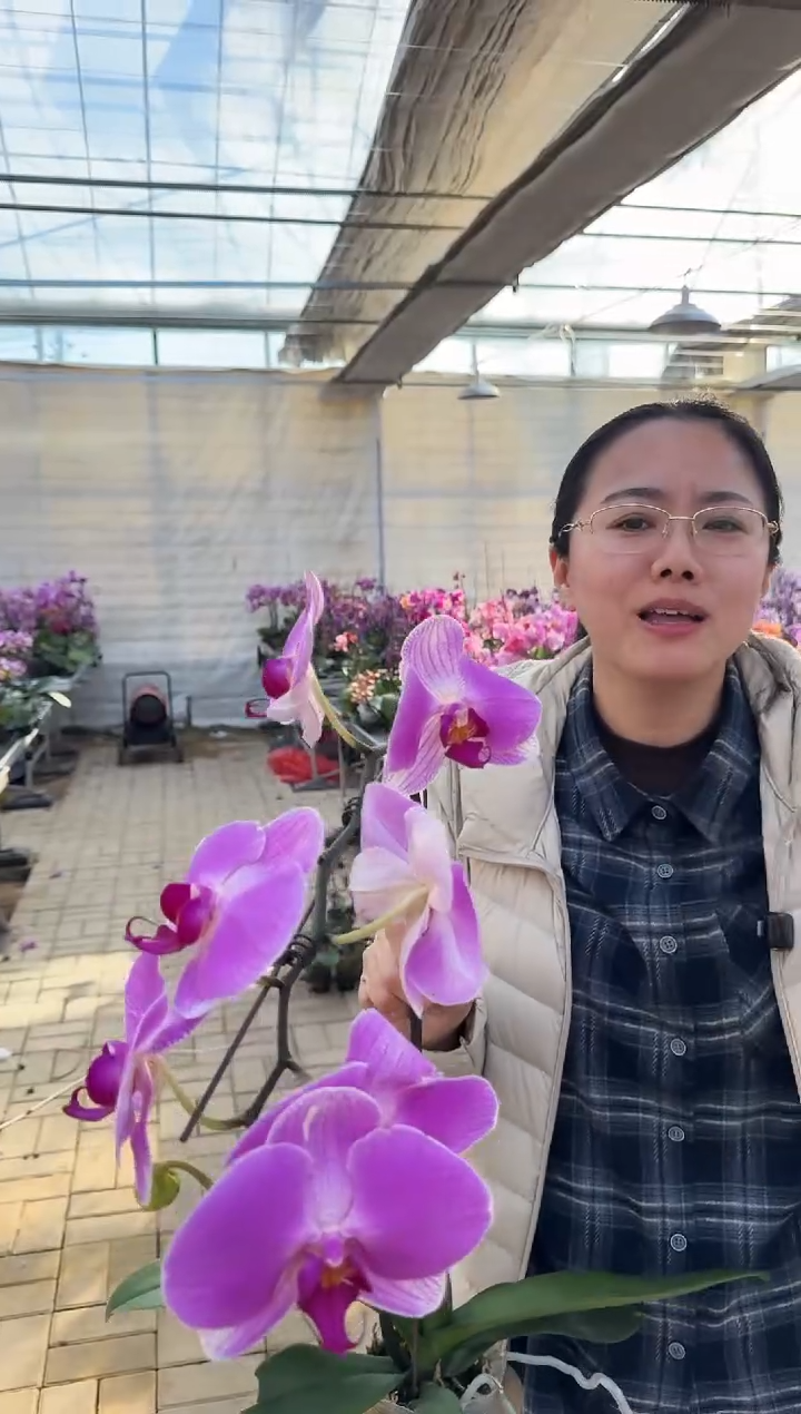 完全开放情人2号带花发花剑不售后