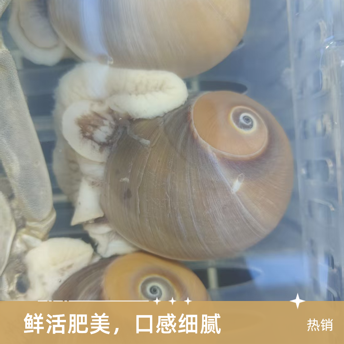 玉螺（猫眼螺海鲜）500g