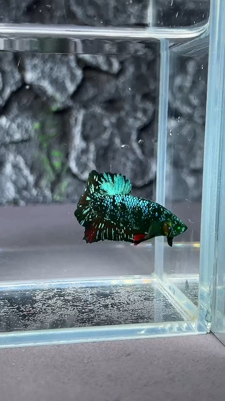 斗鱼竞拍链接A073