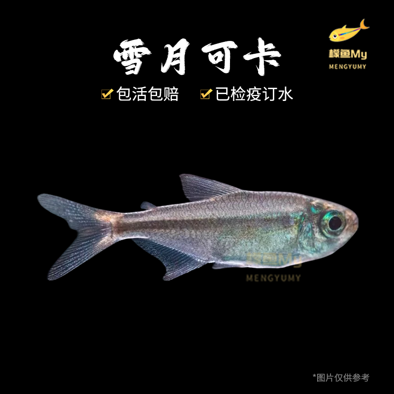 雪月可卡鱼  灯科鱼小鱼观赏鱼小型饲养混养活体水族