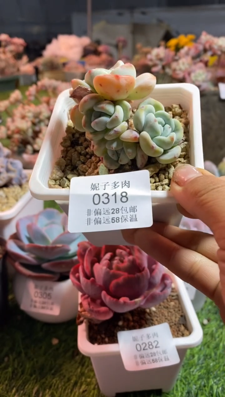 【闪购商品】0318a