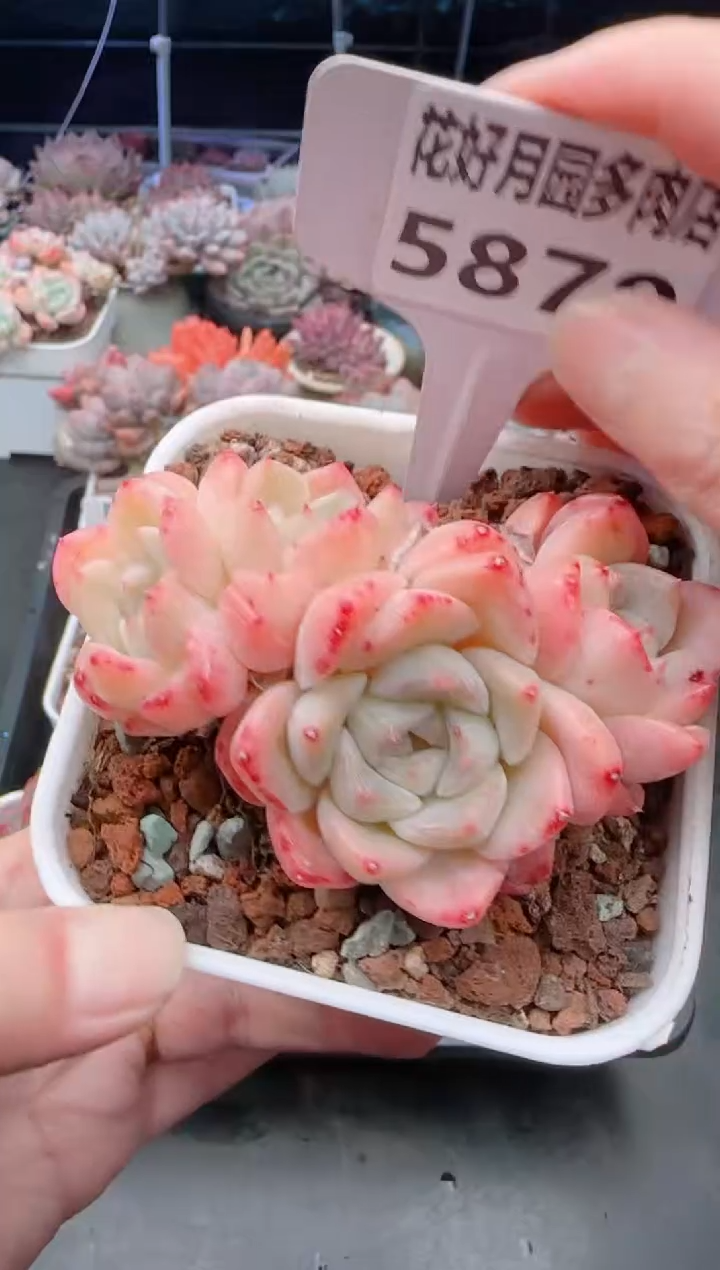 【闪购商品】5879刚毅