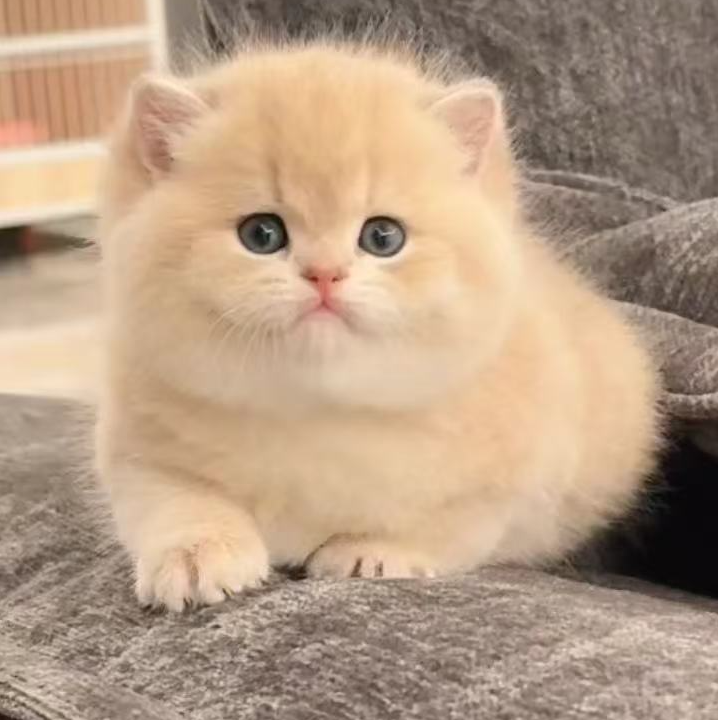 （然然）【拍下联系客服可挑选】缅因金渐层蓝金布偶等