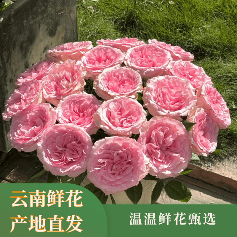 温温严选【洛神+百合】云南鲜花 两单鲜花升级冷链或空运送货上门