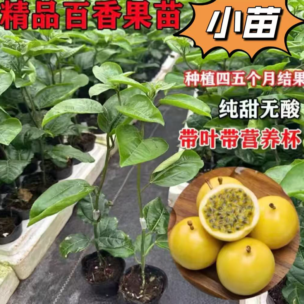 黄金9号百香果小苗纯甜无酸四季品种爬藤植物可盆栽地栽绿植