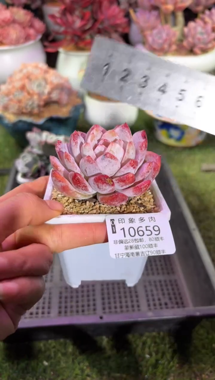 【闪购商品】10659