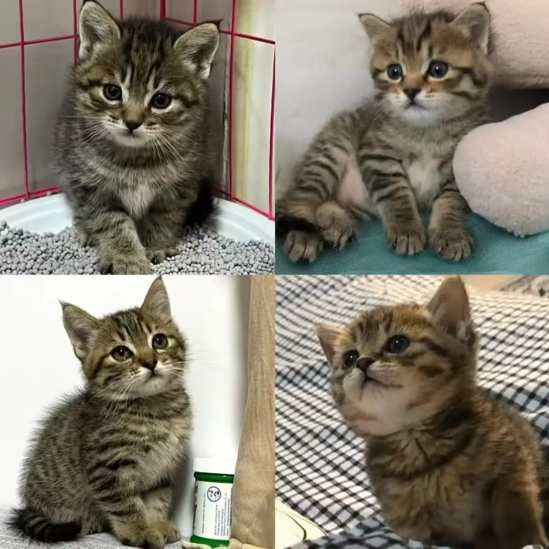 中华田园猫活体橘猫白猫黑猫狸花猫幼猫三花猫幼崽家养土猫包邮