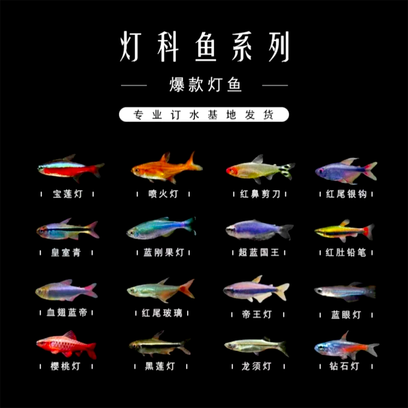 热带鱼小型淡水红绿灯鱼斑马活体宝莲灯草缸孔雀鱼群游鱼苗灯科鱼
