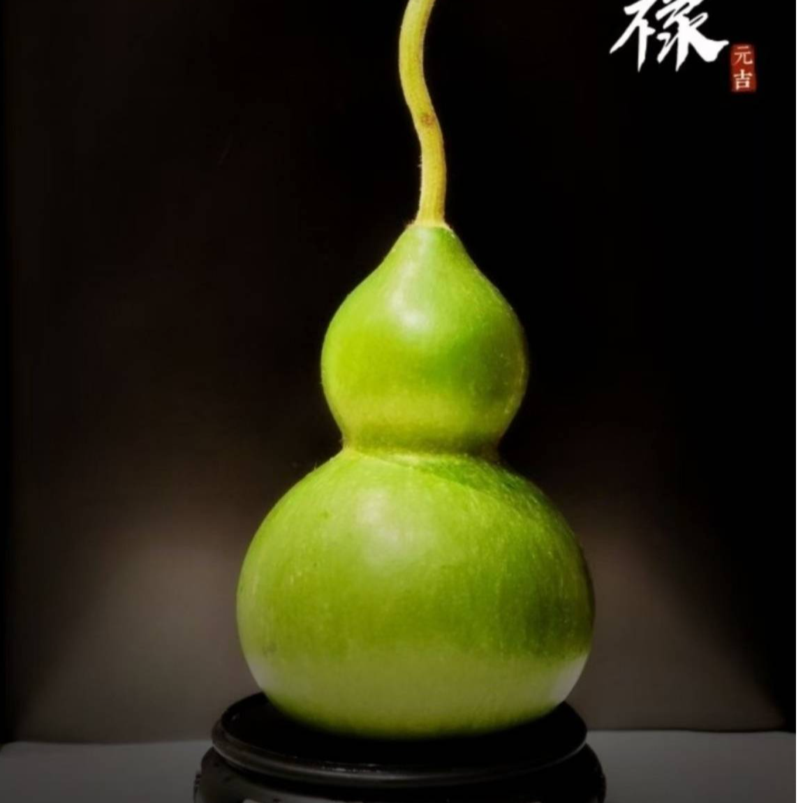 云基地直发翡翠葫芦好养护摆件性花材