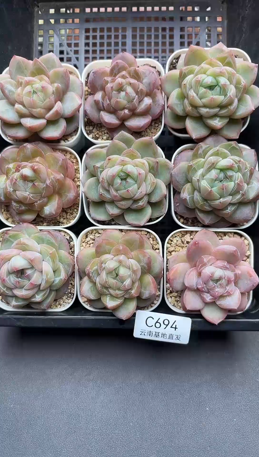 珍妮杂交多肉C694