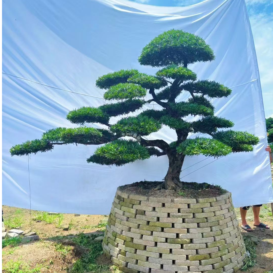大型地景造型罗汉松别墅庭院景观树