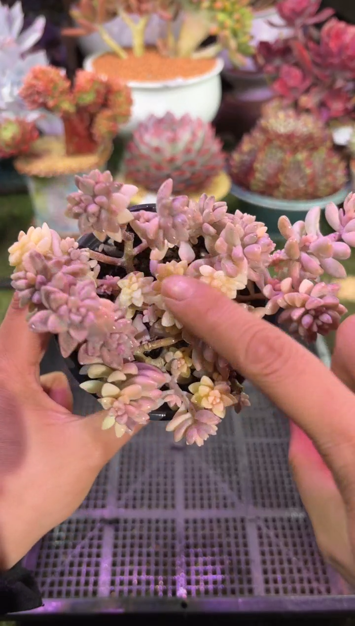 【闪购商品】13116