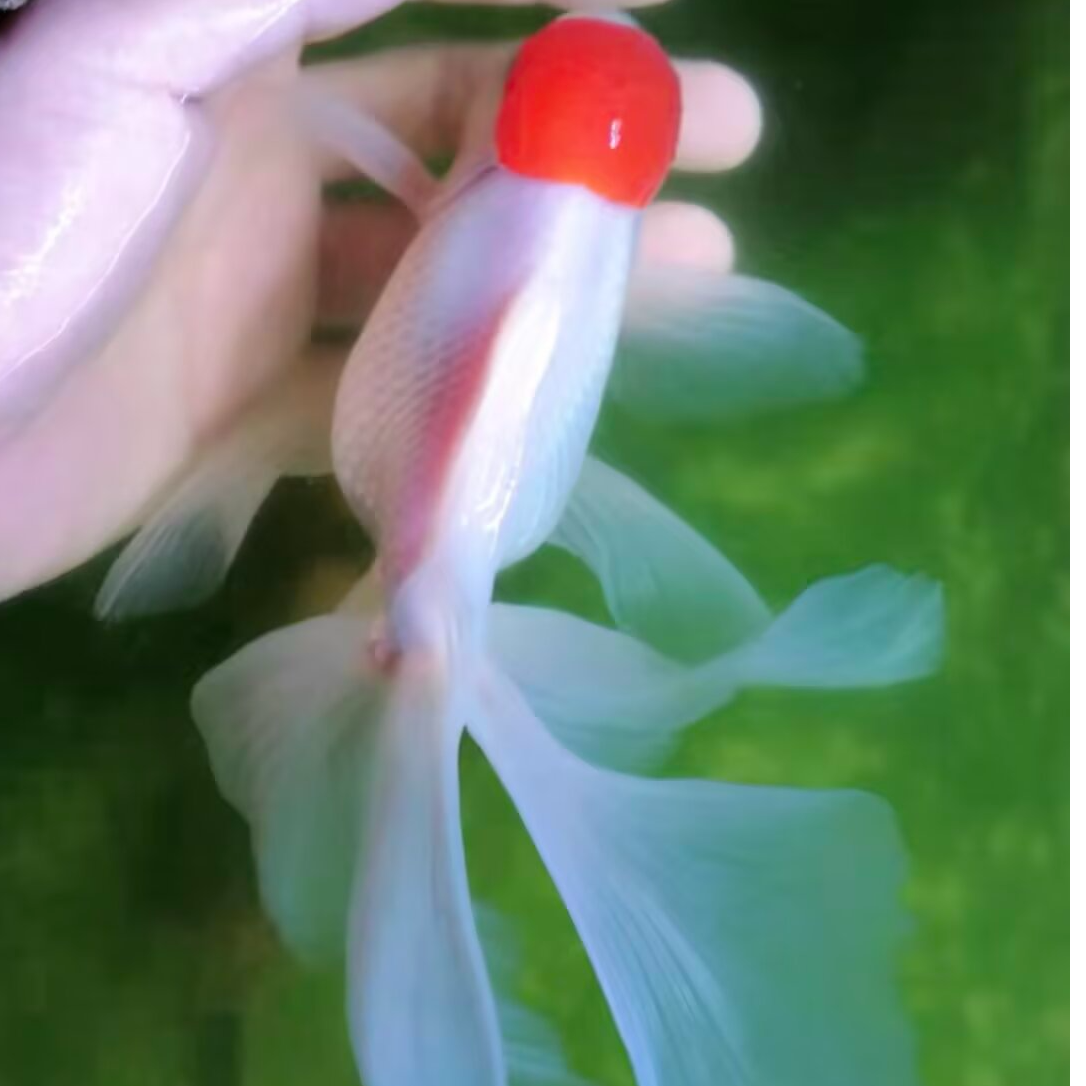 【凭开箱视频售后】【一对一选鱼】国粹传统金鱼淡水观赏鱼