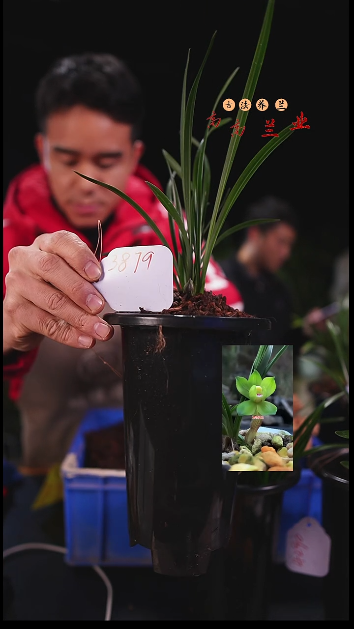 全部花苞少*春兰皇后绿云（4苗草带花苞）