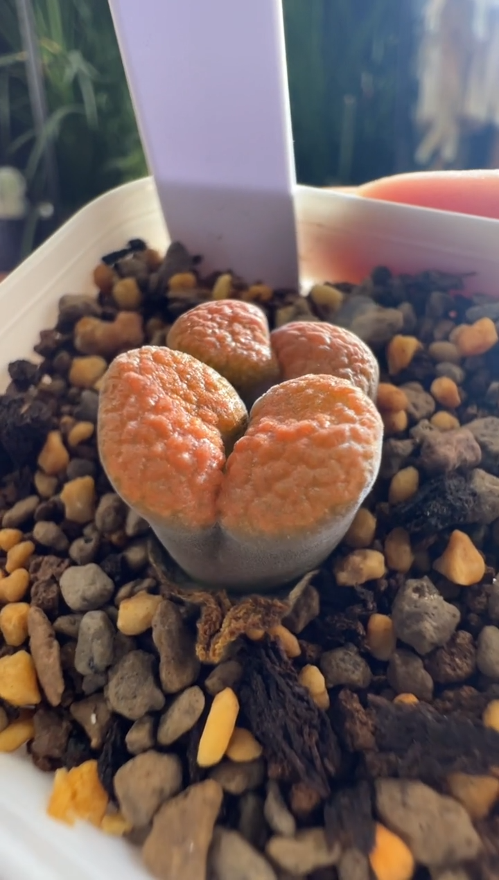 935......eh980双头