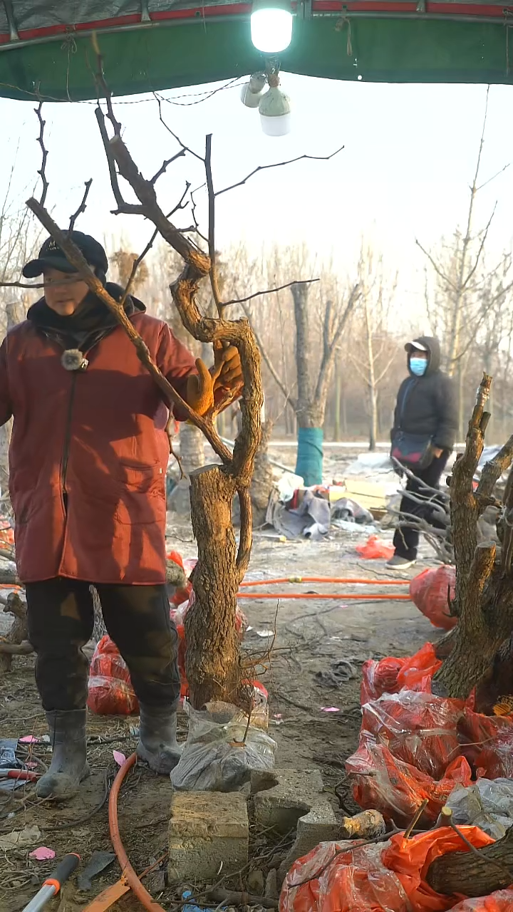 完全开放枣树732