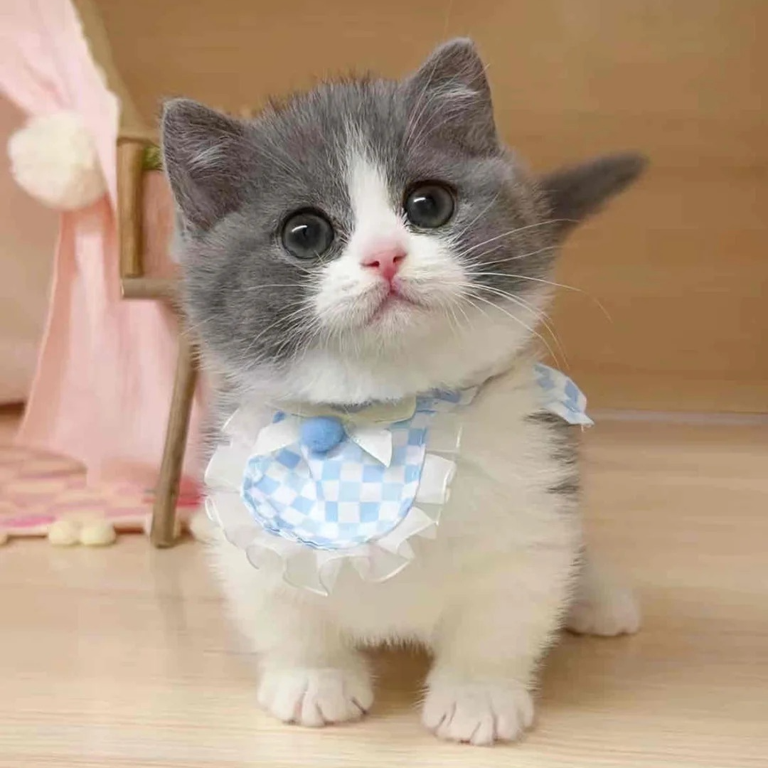 精品  蓝白  矮脚全价 【无猫粮捆绑消费】