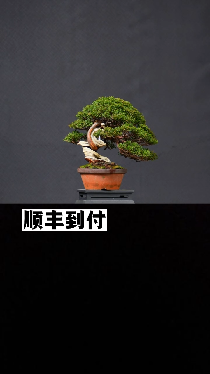 无花朵戴*系鱼川真柏 
