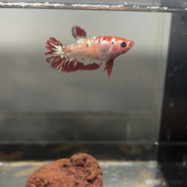 3号泰国斗鱼Koi红金母鱼4cm+