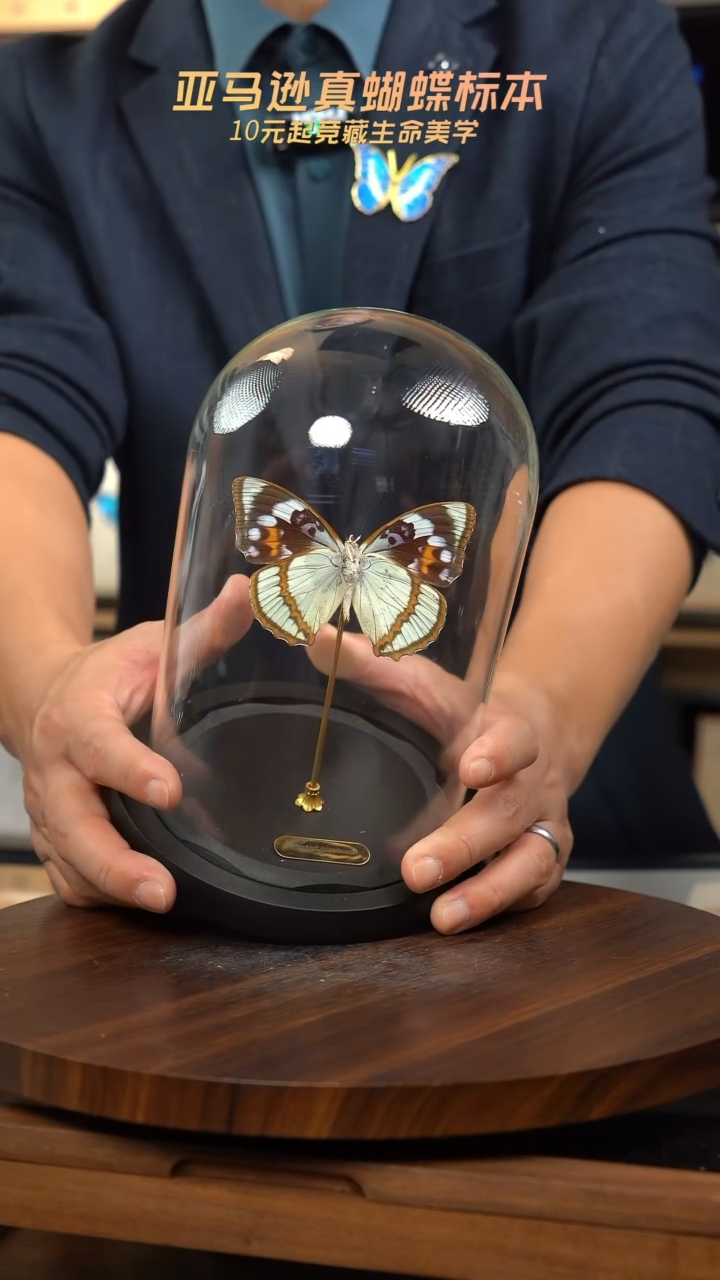 白斑迷蛱蝶中号玻璃罩