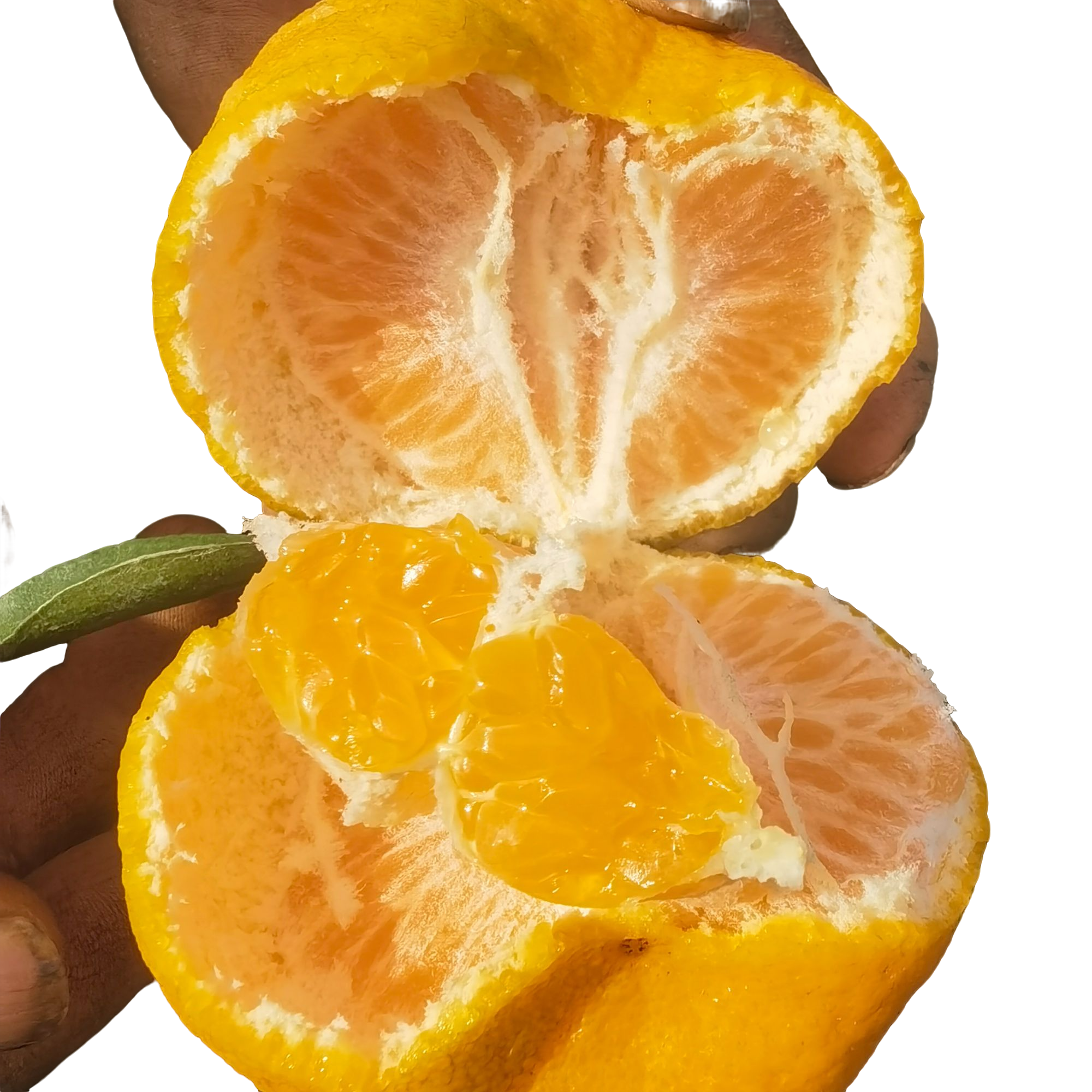 【胡奶奶家】新鲜上市碰柑