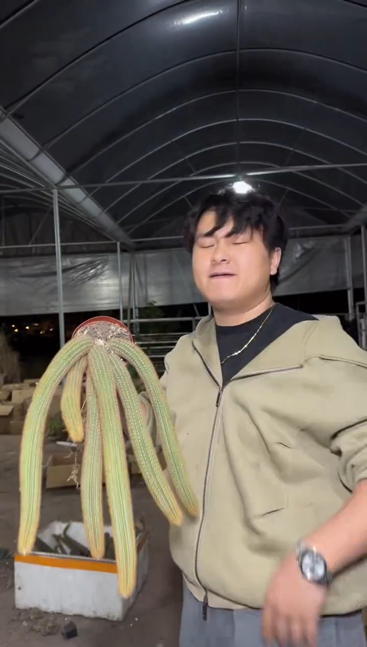 多头 紫水晶金妞【带根】