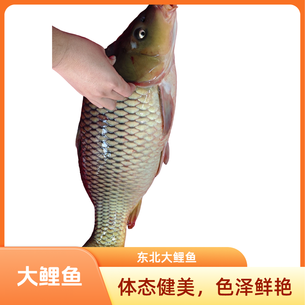 东北冷水大鲤鱼（10斤起）现场改价