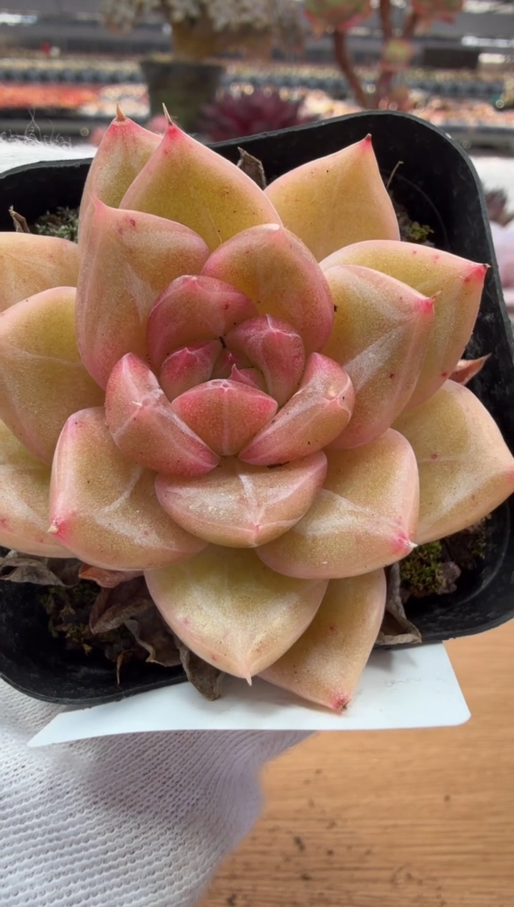 东云多肉园二店-92