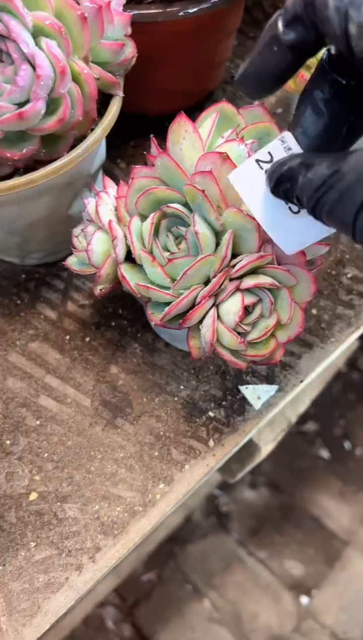 可*多肉植物一物一拍28523