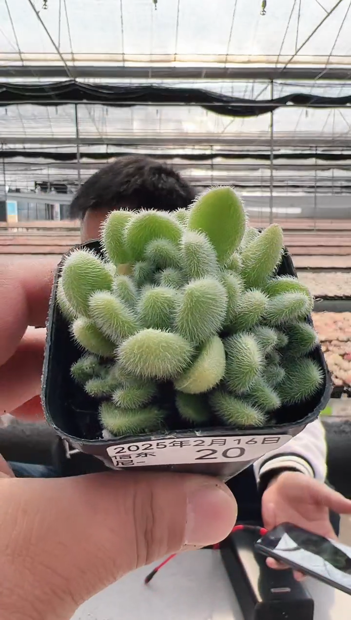 【闪购商品】信东尼多肉-20