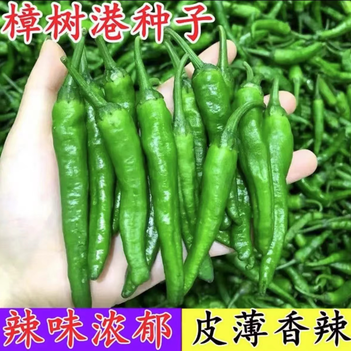 【樟树港辣椒种子】家庭阳台小院盆栽地栽四季种植