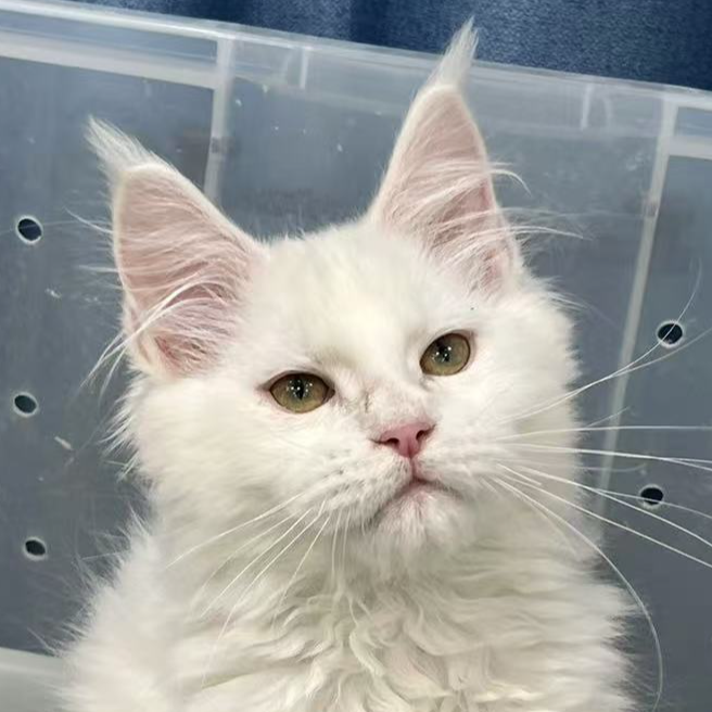 来了姊妹-纯白缅因猫 弟弟 1