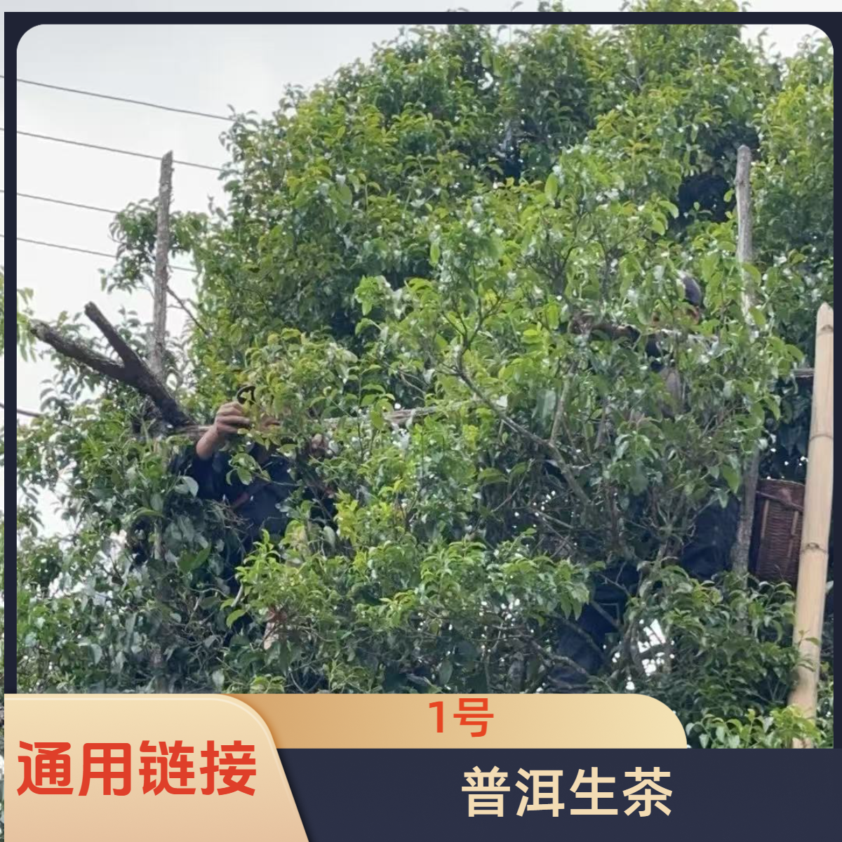 【孤品放漏】花木林-云南普洱古树野韵红茶