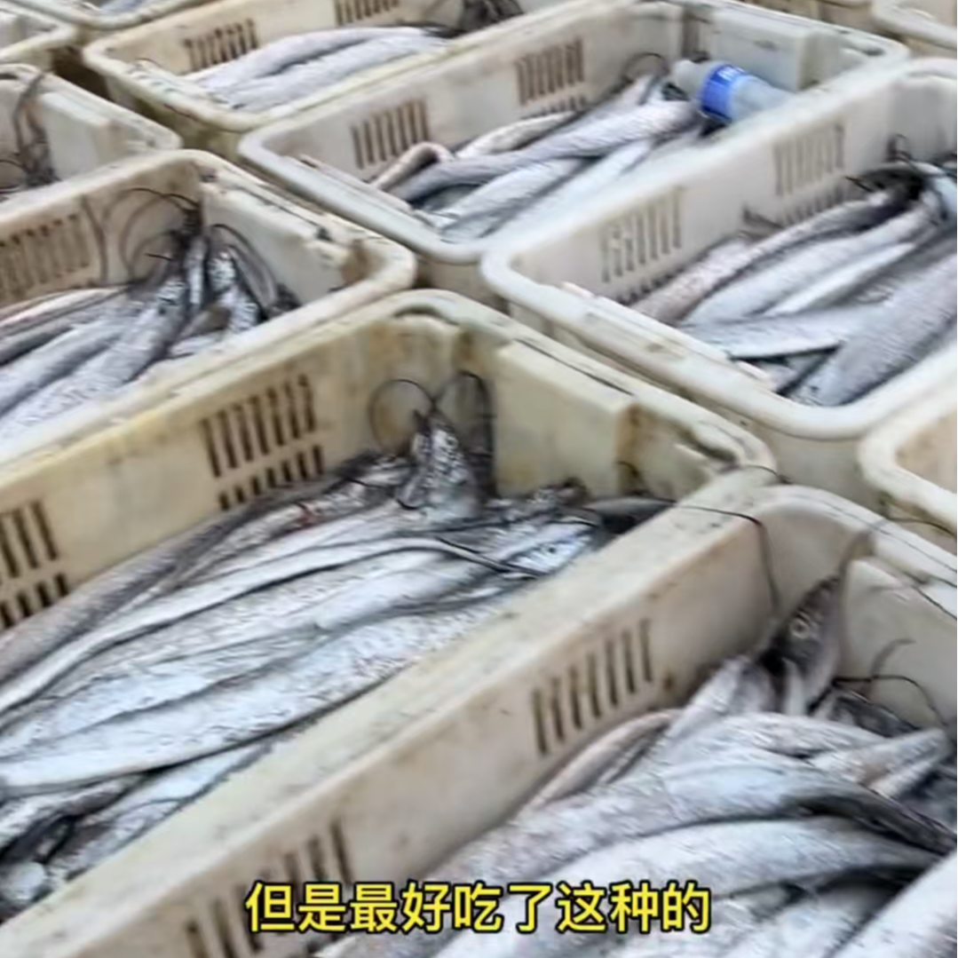 3条特大）（渤海湾小油带鱼