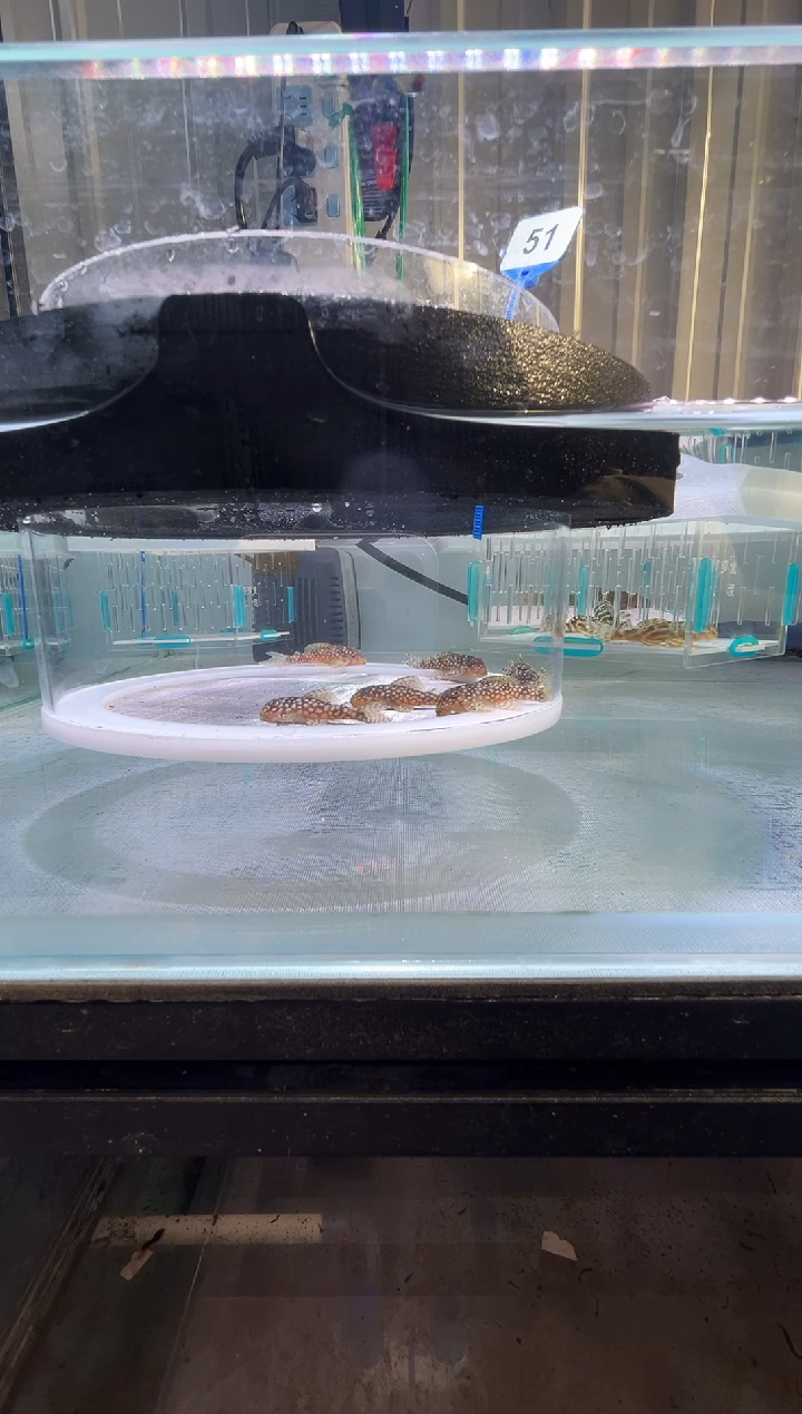 清道夫鱼4+不包入缸损