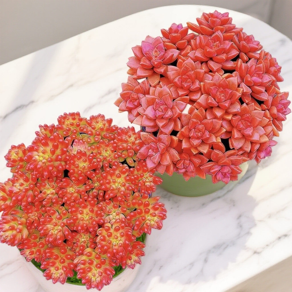 红葡萄+小桃红多肉植物越晒越红新手好养耐寒耐旱带养殖盆土