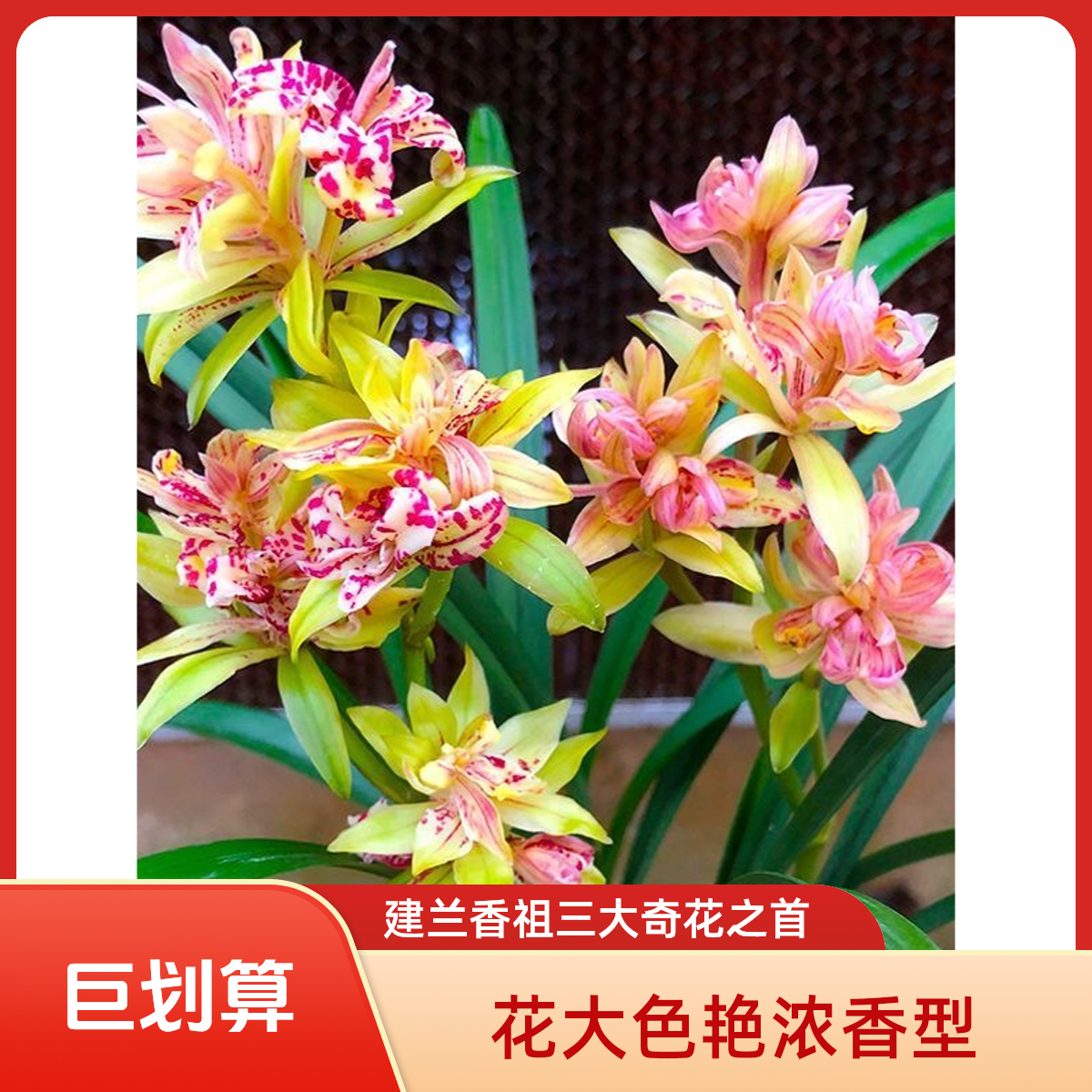 【富山奇蝶】建兰香祖三大奇花之首 花大色艳 浓香型 好养活 勤开花