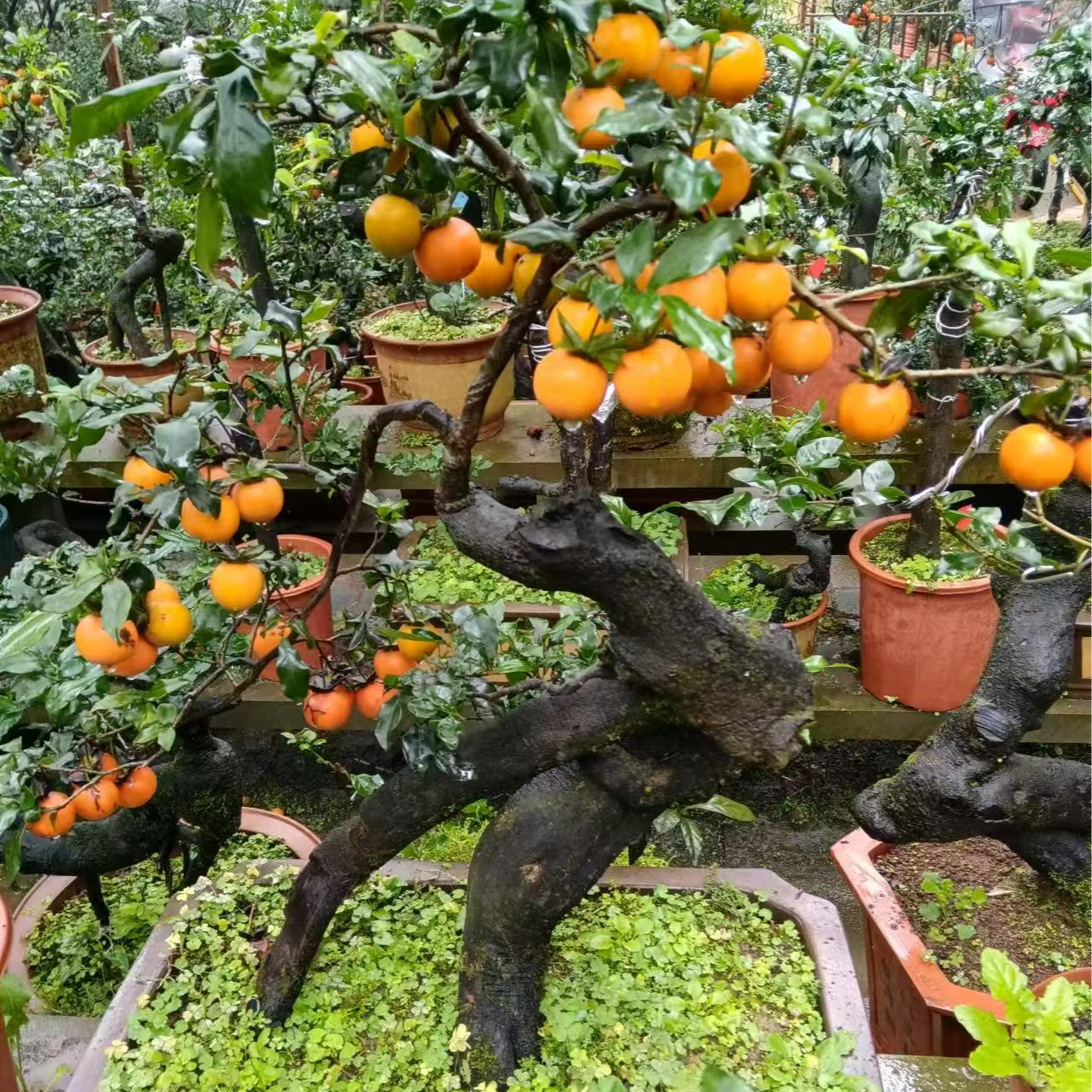 金弹子盆景素材金弹子盆景造型盆景园艺金弹子嫁接灌木金弹子直播