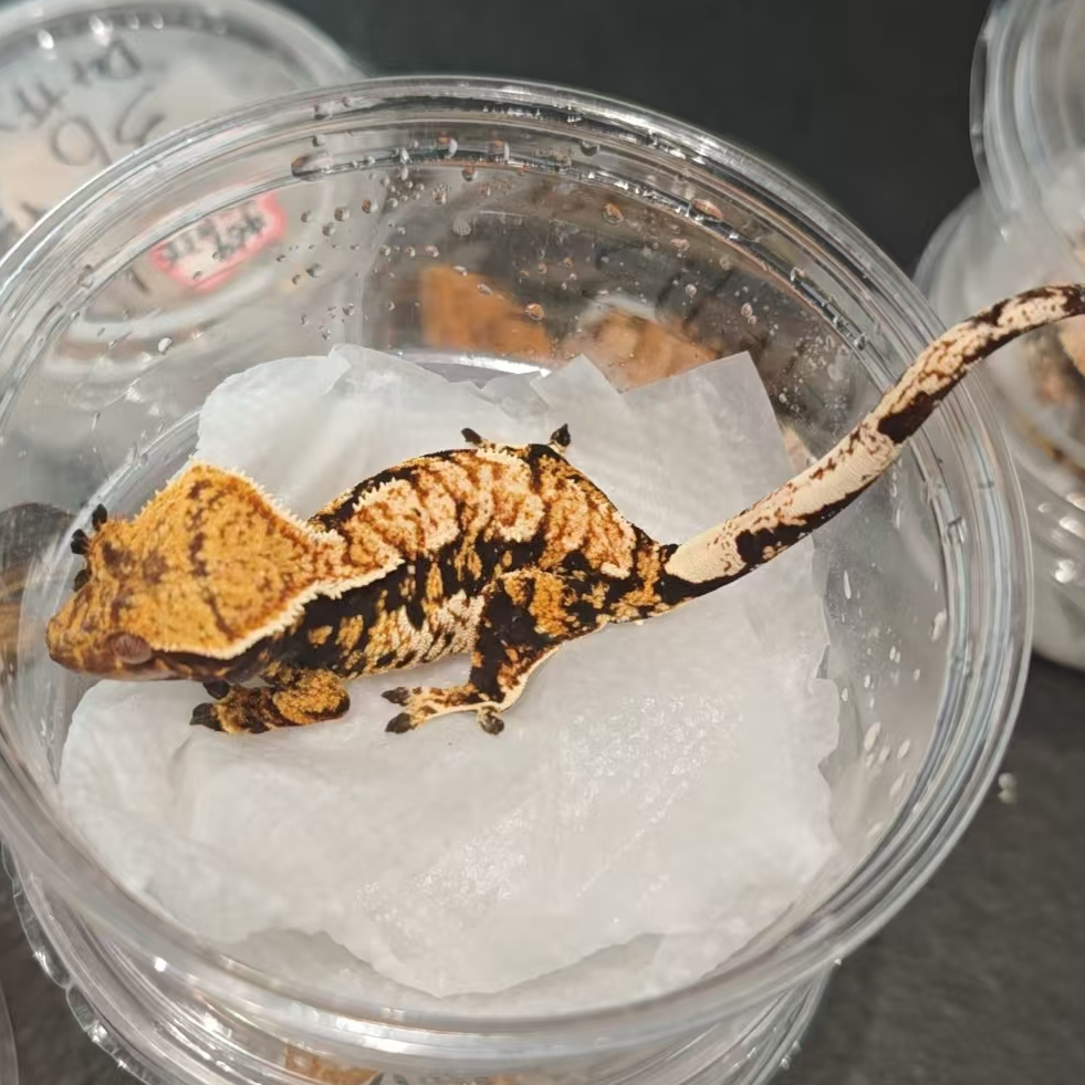 533号睫角守宫黑底奶油三色母