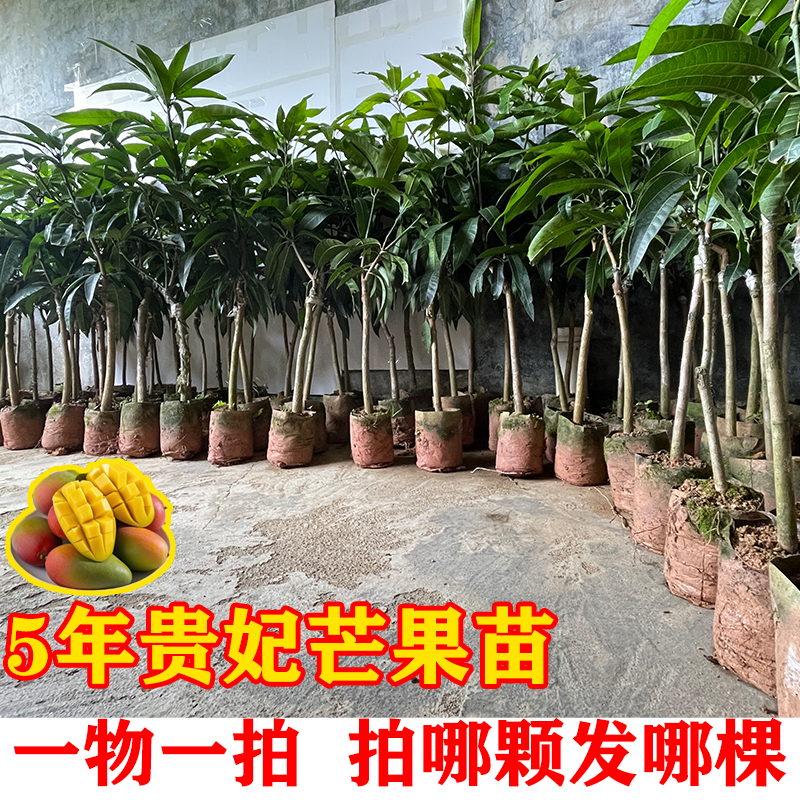 正宗广西贵妃芒果树苗带土带叶南方地区核薄肉厚香甜芒果