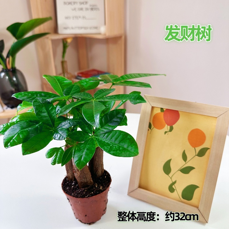 老桩苗三杆发财树小盆栽招财树办公室桌面懒人批发绿植吸甲醛易活